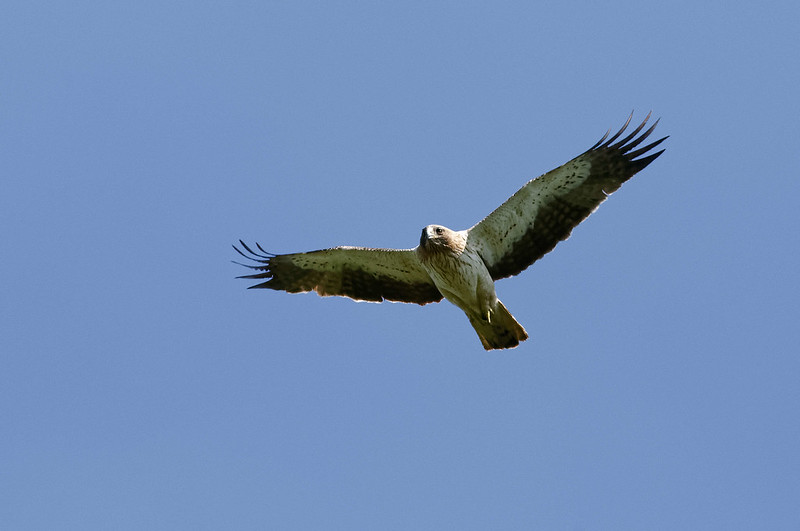 Aigle botte.jpg